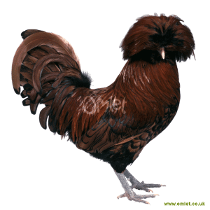 Poland For Sale Chickens Breed Information Omlet