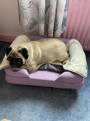 Perfect dog bed by 