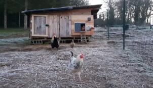 Chickens outside a wooden chicken coop with an Autodoor fitted