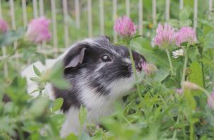 A guinea pig photo surrounded by lots of lovely flowers.