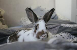 Rabbit laying on bed