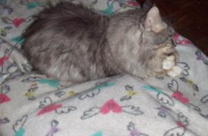 A grey and white cat sat on a blanket inside