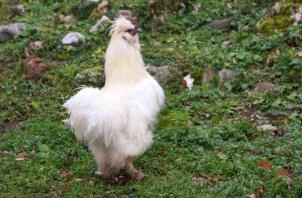 A white fluffy chicken on grass