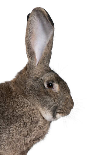 A flemish giant rabbit with incredible tall ears