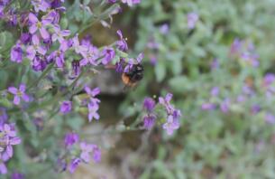 Bee on flower