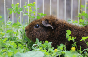 Guinea pig in run