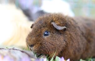 A rex cochon guinea pig.