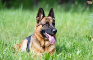 german shepherd