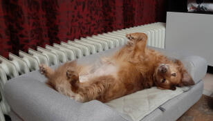 Dog laying upside down on their Omlet Topology dog bed with bolster topper