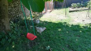 Two chickens grazing in a garden with a swing