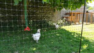 A white chicken in a garden behind chicken fencing