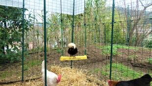 A chicken enjoying sitting on a chicken petch inside an Omlet walk in chicken run.