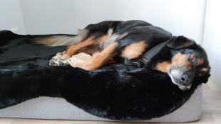 Joya and her bed of Luxe, she has never loved a basket as much as this one! there is no moremonter the pretty and useful feet railing that we just received ????! thank you Omlet!