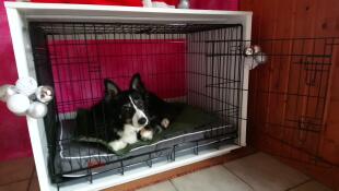 A black and white dog lying on a bed inside a Fido Studio