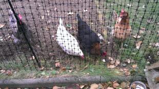 Omlet chicken fencing and chickens