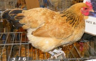A Buff Sussex Bantam Pullet from South Africa.