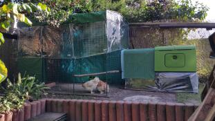 Chicken run simply rotated 180 degrees