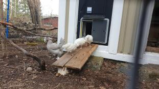 Omlet grey automatic chicken coop door attached to chicken coop