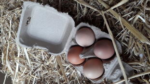 Four eggs in an Omlet egg box.