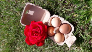 A four egg eggbox - which make a perfect gift.