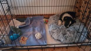 I am well in my cage!