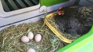 Chicken in Eglu Cube large chicken coop and eggs