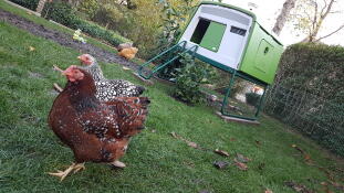 Omlet green Eglu Cube large chicken coop with chickens in garden