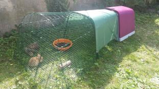 Omlet purple Eglu Go rabbit hutch with run and rabbits in the garden