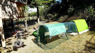 A sunny day in the garden with chickens.