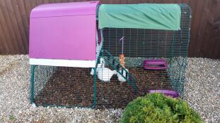 More fun with the silkies new coop.