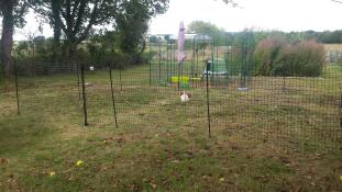 A raised chicken coop Eglu up with a walk in run in a garden