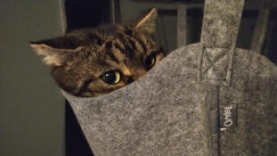 A cat resting in the basket of his indoor cat tree