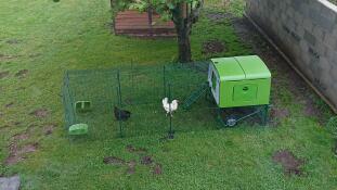 Omlet green Eglu Cube large chicken coop and run with chickens in garden