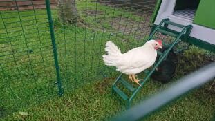 Chicken climbing ladder of Omlet Eglu Cube large chicken coop and run