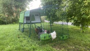 A green chicken coop with a 2m run and a shade