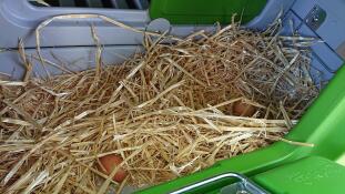 Eggs inside Eglu Cube large chicken coop