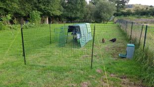 A chicken coop and run installed within chicken fencing