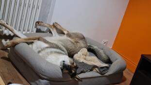 Dog sleeping on grey memory foam dog bolster bed