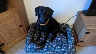 A black labrador sat in the midnight meadow bolster dog bed.