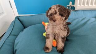 A puppy with his toy sat in the shaded spruce nest dog bed.