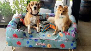 Beagle and shetland sheepdog