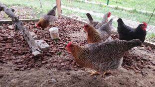 Good idea, my hens are busy!