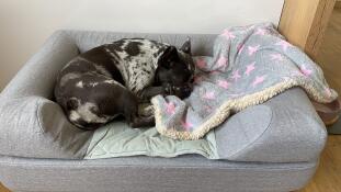 A dog sleeping on this grey dog bed with bolster topper
