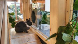 A rabbit standing by a tunnel leading outside.