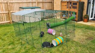 Bunnies loving their new Omlet set up with amazing tunnels!