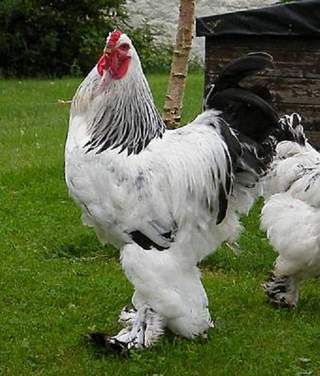 brahma_chickens_thats_my_boy_a3983edd.jpg