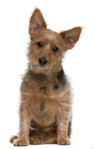A lovely australian terrier with a wirey coat looking inquisitively