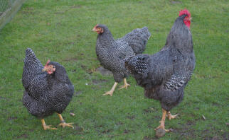 Three barred hens