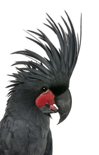 A close up of a palm cockatoo's amazing head feathers and big, black beak