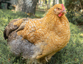 Chicken in garden